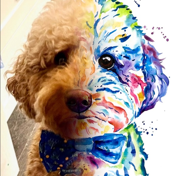 Meet your Posher, Susie - Picture 2 of 2